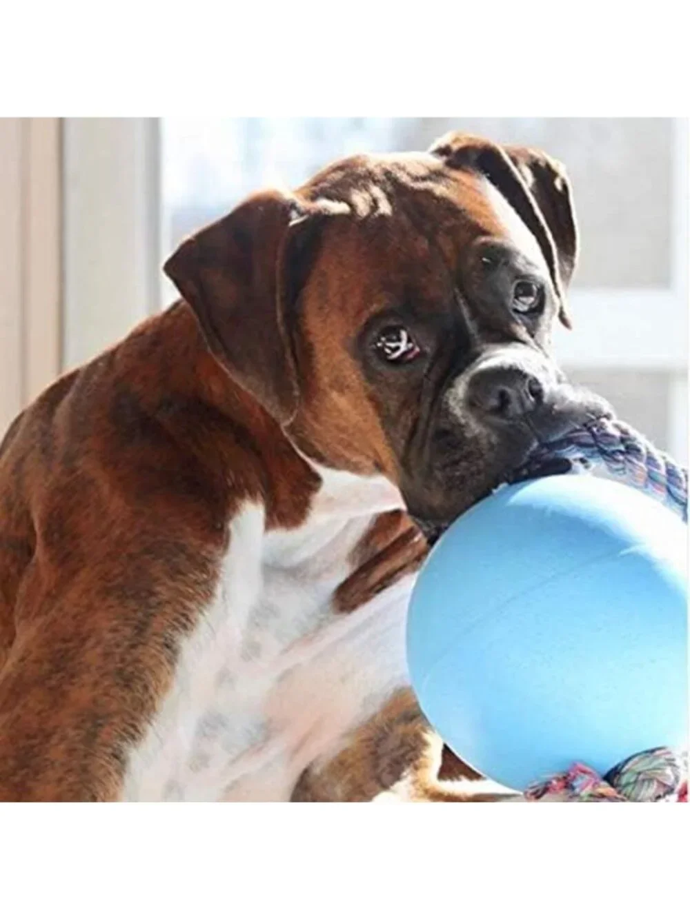 Durable Large Rope & Ball Dog Toy for Active Play, 8